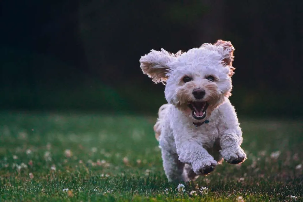 Adventure Paws Dog Walking Field